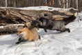 Silver Fox Vulpes vulpes Chases After Amber Phase