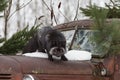 Silver Fox Vulpes vulpes Looks Down From Hood of Old Truck Winter