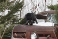 Silver Fox (Vulpes vulpes) Looks Down From Hood of Old Truck Winter
