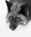 A Silver fox Vulpes vulpes portrait which is a melanistic form of the red fox in the snow in Montana, USA Royalty Free Stock Photo