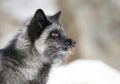 A Silver fox Vulpes vulpes portrait which is a melanistic form of the red fox in the snow in Montana, USA Royalty Free Stock Photo