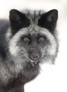 A Silver fox Vulpes vulpes portrait which is a melanistic form of the red fox in the snow in Montana, USA Royalty Free Stock Photo