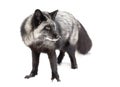 A Silver fox Vulpes vulpes portrait which is a melanistic form of the red fox in the snow in Montana, USA Royalty Free Stock Photo