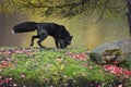 Silver Fox Vulpes vulpes Prowls Right Autumn Royalty Free Stock Photo