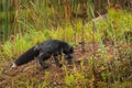 Silver Fox Vulpes vulpes Sniffs Ground