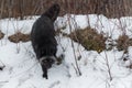 Silver Fox Vulpes vulpes Steps Down From Embankment Winter