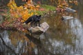 Silver Fox Vulpes vulpes Steps Out Onto Rock on Autumn Island