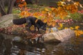 Silver Fox Vulpes vulpes Walks Towards Rock on Autumn Island