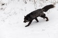 Silver Fox Vulpes vulpes Walks Down Embankment Winter