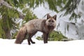 Silver Fox (Vulpes vulpes) - Silver phase of Red Fox , Washington WA , USA