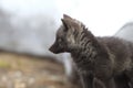 Silver Fox (Vulpes vulpes) - Silver phase of Red Fox Cubs, Washington WA , USA