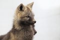 Silver Fox (Vulpes vulpes) - Silver phase of Red Fox Cubs, Washington WA , USA