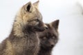 Silver Fox & x28;Vulpes vulpes& x29; - Silver phase of Red Fox Cubs, Washington WA , USA