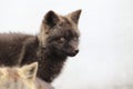 Silver Fox (Vulpes vulpes) - Silver phase of Red Fox Cubs, Washington WA , USA