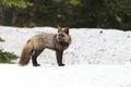 Silver Fox (Vulpes vulpes) - Silver phase of Red Fox , Washington WA , USA