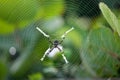 Silver garden spider argiope argentata, common name Silver Argiope orb weaver spider in a spider web