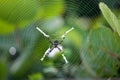 Silver garden spider argiope argentata, common name Silver Argiope orb weaver spider in a spider web Royalty Free Stock Photo