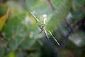 Silver garden spider argiope argentata, common name Silver Argiope orb weaver spider in a spider web Royalty Free Stock Photo