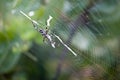 Silver garden spider argiope argentata, common name Silver Argiope orb weaver spider in a spider web Royalty Free Stock Photo