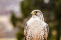 Silver Gerfalcon in WInter Setting Royalty Free Stock Photo
