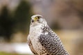 Silver Gerfalcon in WInter Setting Royalty Free Stock Photo