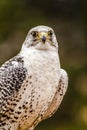 Silver Gerfalcon in WInter Setting Royalty Free Stock Photo