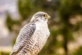 Silver Gerfalcon in WInter Setting Royalty Free Stock Photo