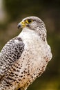 Silver Gerfalcon in WInter Setting Royalty Free Stock Photo