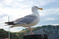 Silver goeland static in Etretat Royalty Free Stock Photo