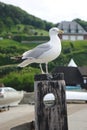 Silver goeland static in Etretat Royalty Free Stock Photo