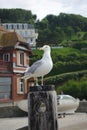 Silver goeland static in Etretat Royalty Free Stock Photo