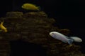 Silver and gold fish in aquarium. On black background