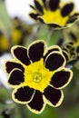 Single Silver and Gold-laced Primrose