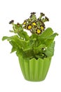 Silver and Gold-laced Primrose in a pot