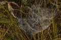 Silver and golden cobweb near Kladska pond and village