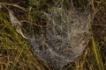 Silver and golden cobweb near Kladska pond and village