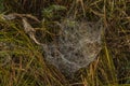 Silver and golden cobweb near Kladska pond and village