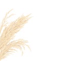 Silver Golden Pampas Grass Card Template Frame On The Left With Copy Space. Vector Illustration.
