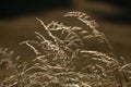 Silver grass heads blowing in the wind in the evening