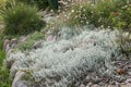 Silver gray evergreen foliage of Cerastium tomentosum also called Snow-in-summer, a carpet forming groundcover for rock gardens,