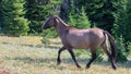 Silver Gray Grulla colored Wild Horse Mustang mare trotting in the Pryor Mountains Wild Horse Range on the border of Wyoming and