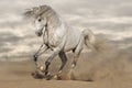 Silver gray horse in desert