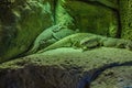 Silver gray lizzards in Loro Parque, Tenerife, Canary Islands. Royalty Free Stock Photo