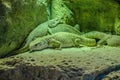 Silver gray lizzards in Loro Parque, Tenerife, Canary Islands Royalty Free Stock Photo