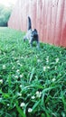 Gray kitten exploring Royalty Free Stock Photo