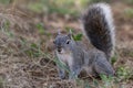 Silver - gray squirrel Royalty Free Stock Photo