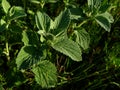 silver and green color uncultivated common garden weed in lawn