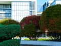 Evergreen and colorful deciduous bushes with modern building background