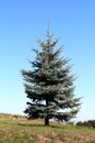 Silver green pine tree with dense branches growing on side of small hill surrounded with grass and clear blue sky in background Royalty Free Stock Photo