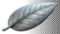 Silver and grey leaf texture, cool metallic nature element png transparent image Generative AI Royalty Free Stock Photo